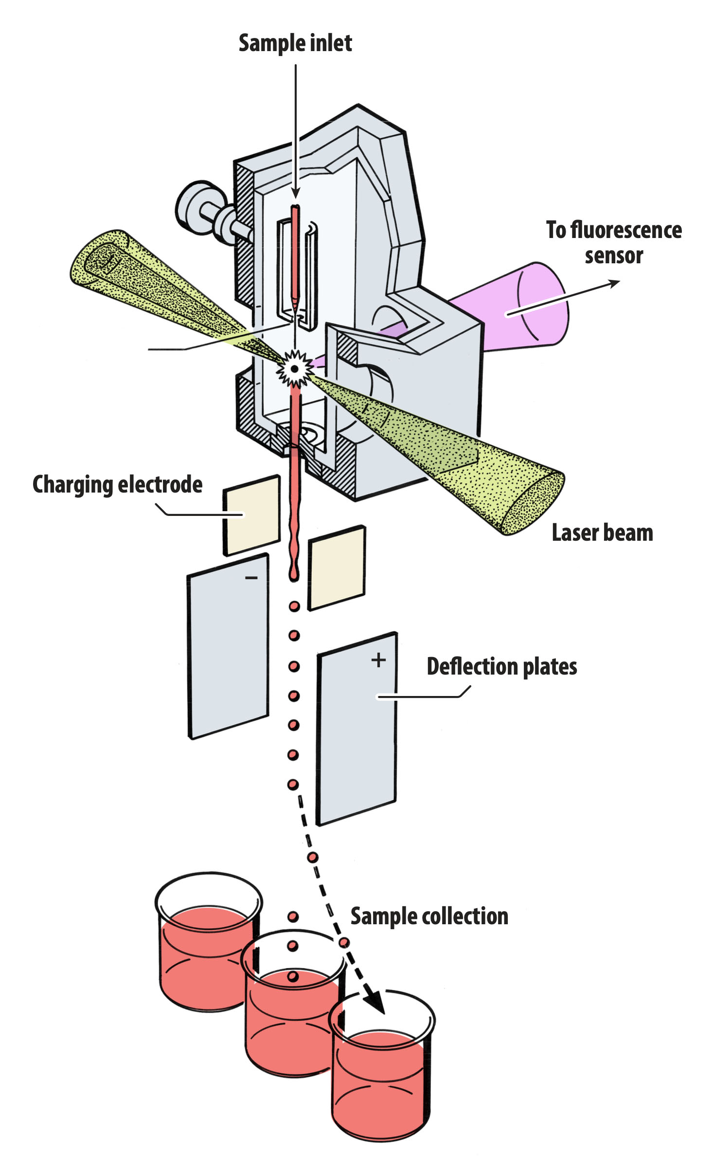 Flow Cytometry Illo