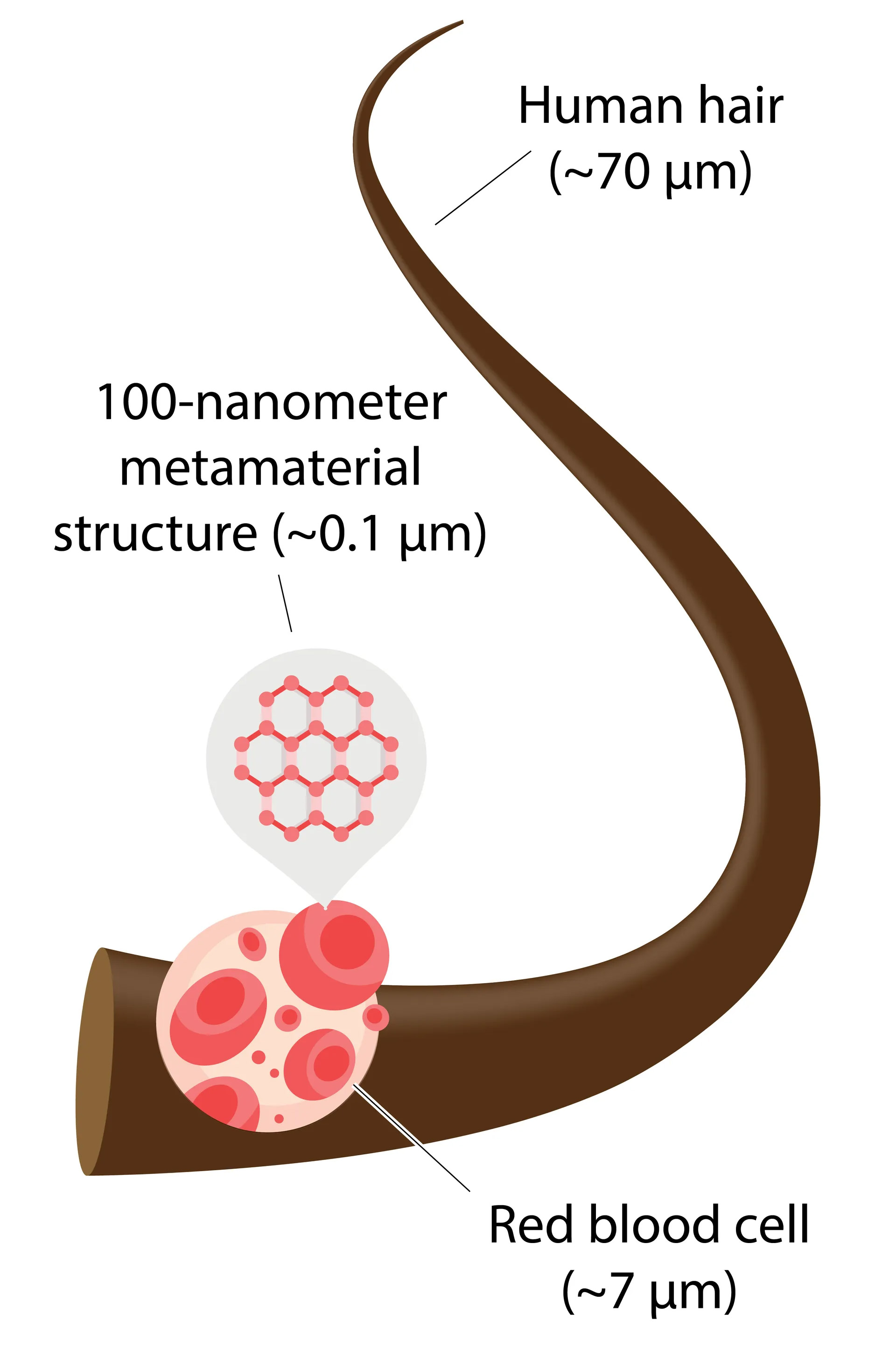 Human Hair Blood Cell