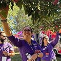 employees picking apples from tree