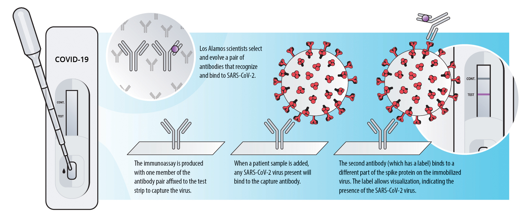 Testing Antibodies V2