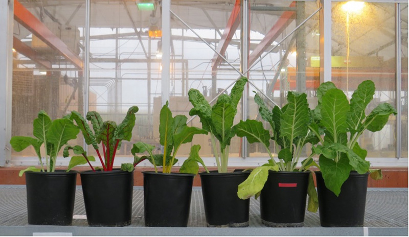untreated plants