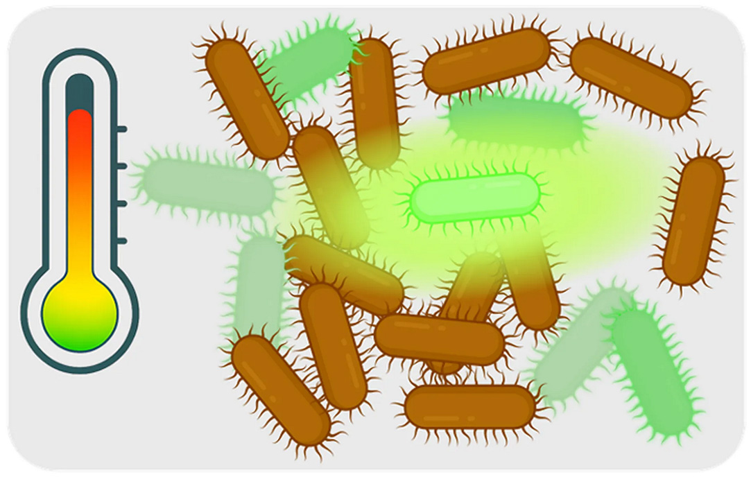 Caption: This illustration shows how a fluorogenic protein developed at Los Alamos makes its bacterial host glow green when the protein is produced properly, even at high temperatures. Credit to: Sang-Min Shin, LANL, created with BioRender.com.