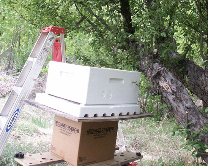 Busy bee | Los Alamos National Laboratory