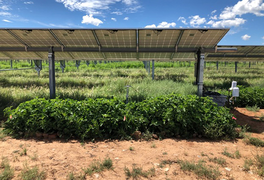 agrivoltaics project in El Rito, NM