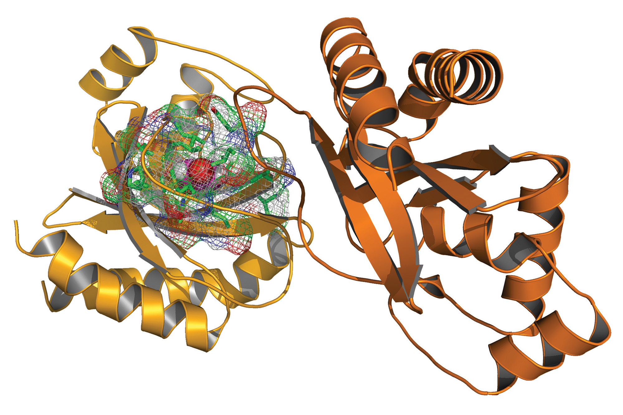 Pnpmut Entire Protein Orange Ray