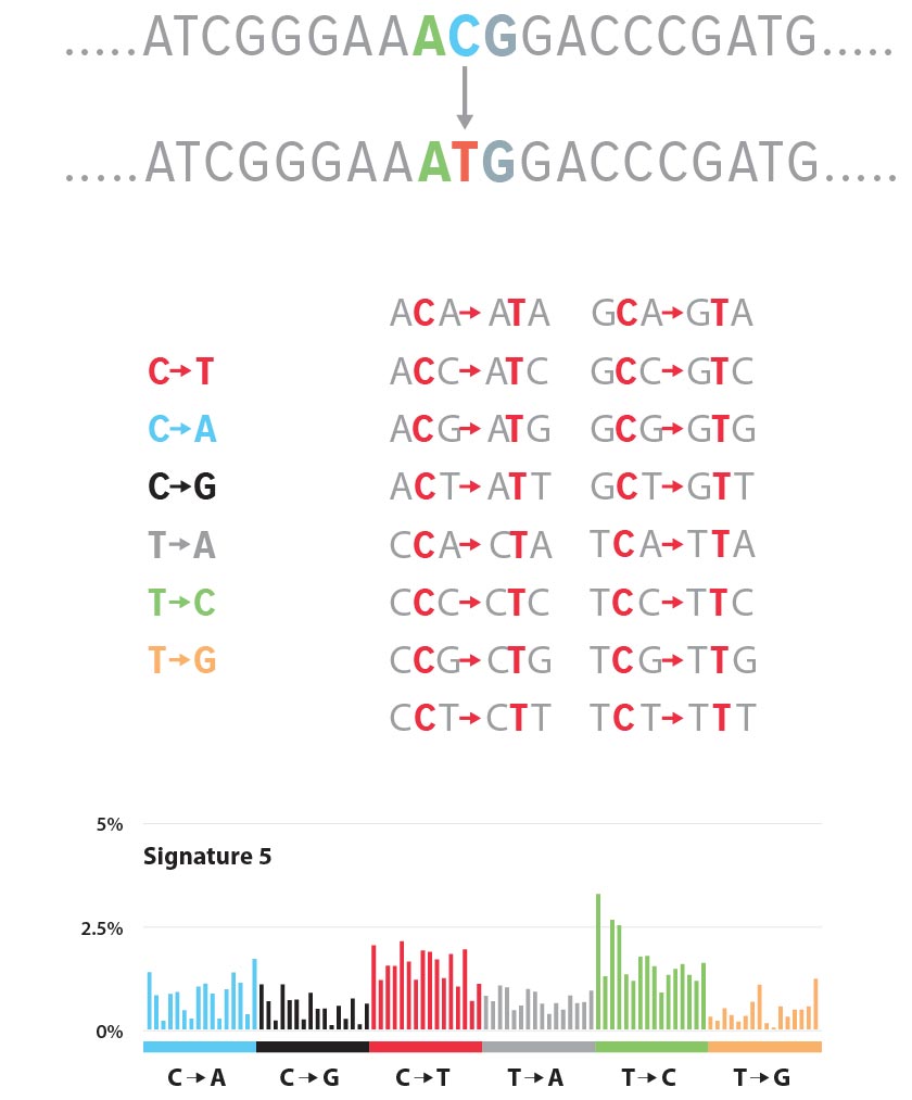 Human Genome Side Image 840x550