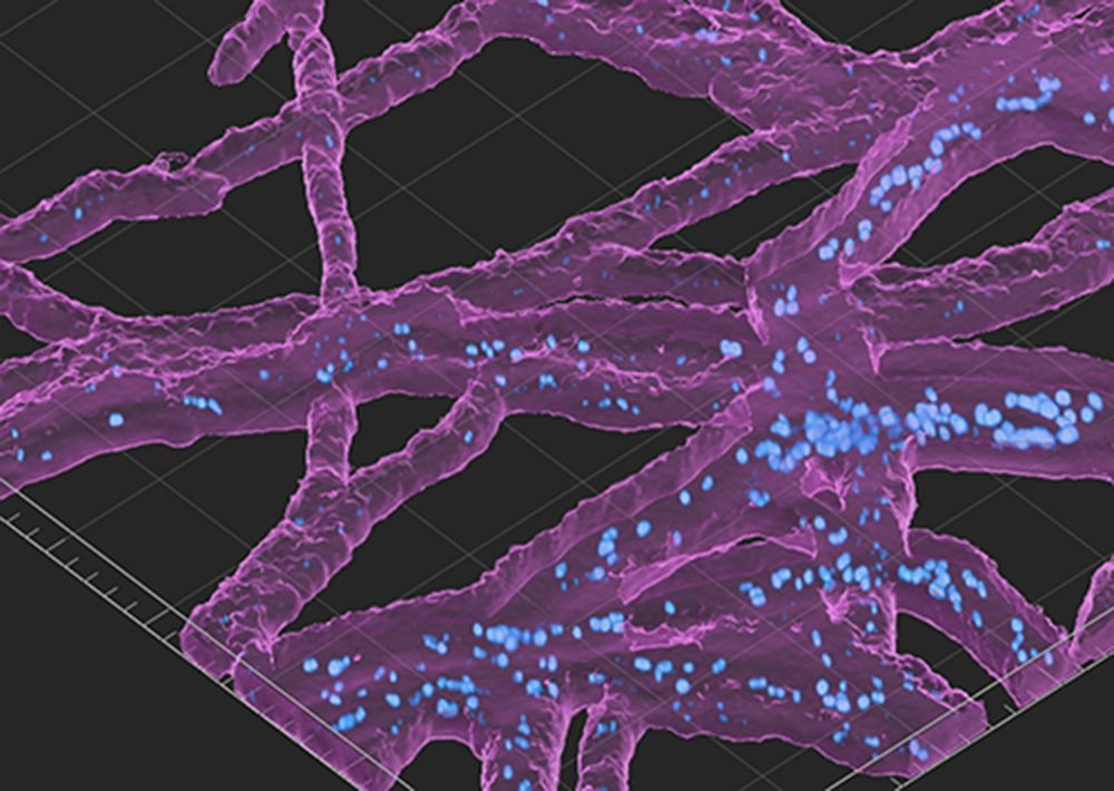 8fungal Scan@2x