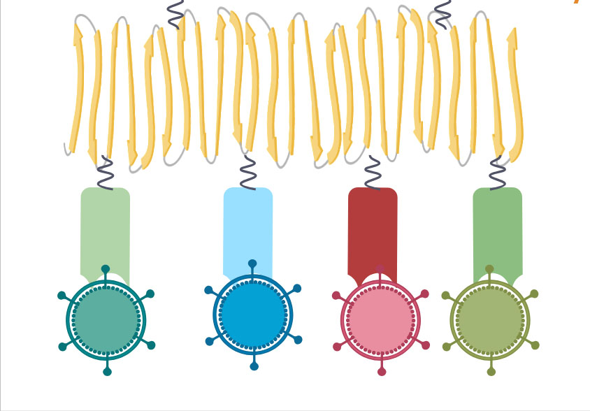 Nanobody-nanofiber chimeras can pair a pathogen-targeting nanobody with an immune-cell-engaging nanobody on the same nanofiber scaffold, physically bridging a disease agent to the immune cells best equipped to destroy it.