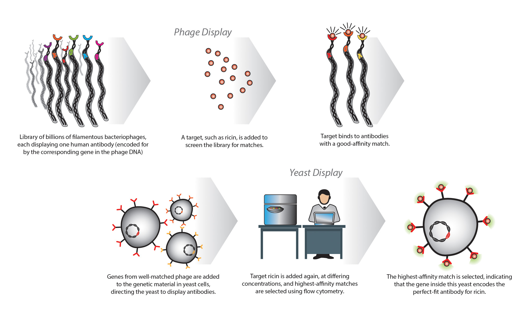 Phage Yeast