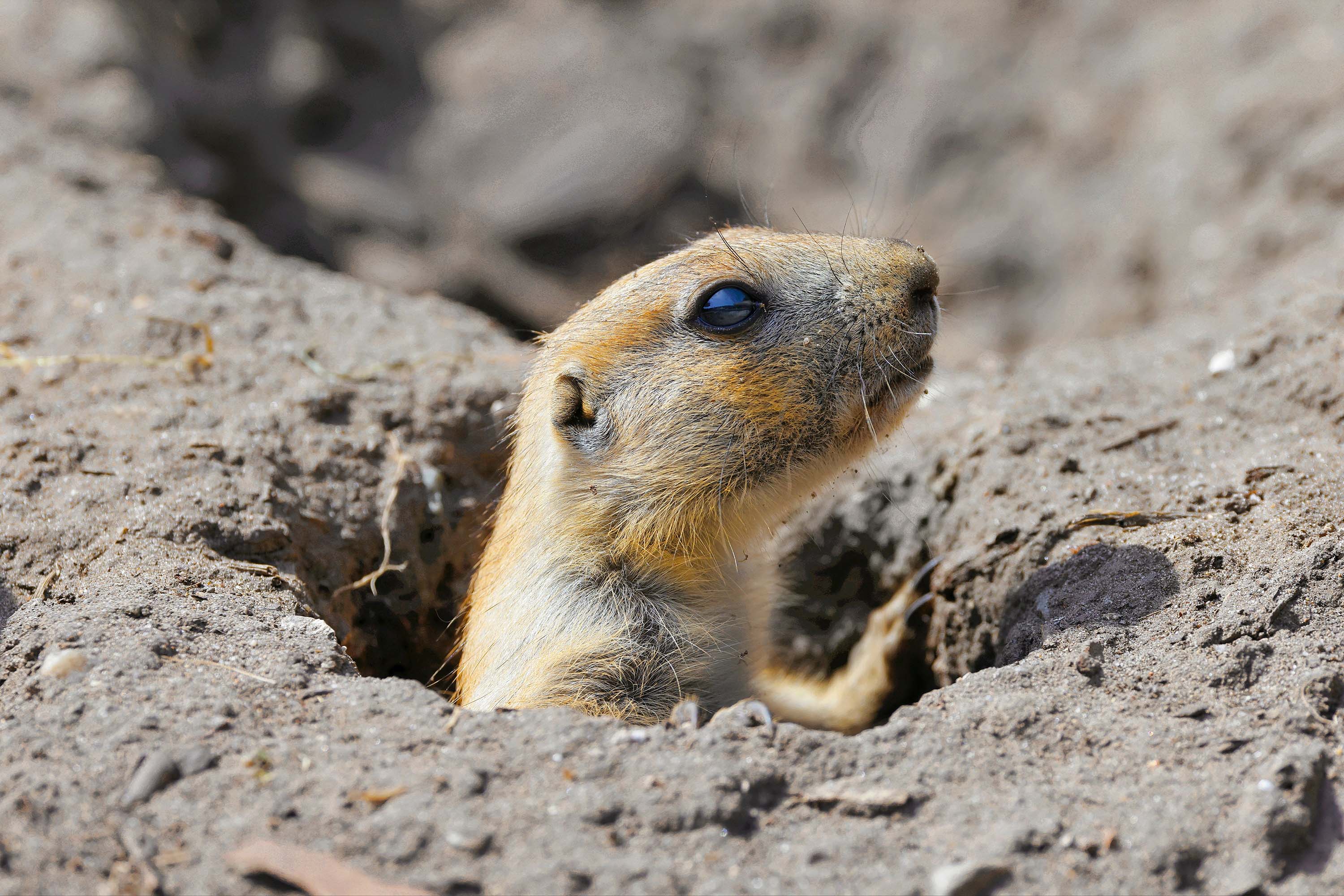 Sharkolot Black Tailed Prairie Dog