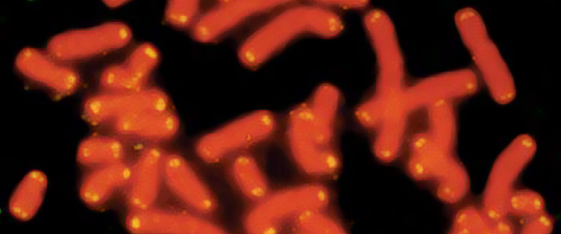 Discoveries Genome Banner